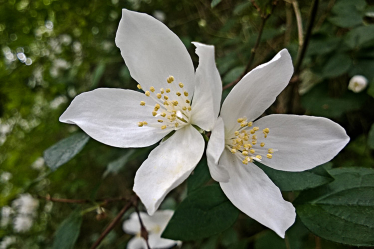 2 Quote A Flower Daily - White Blossoms