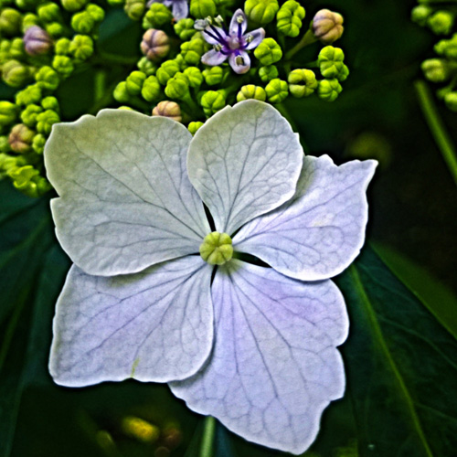 2 Quote A Flower Daily - White Hydrangea Squared