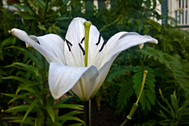 2 Quote A Flower Daily - White Lily