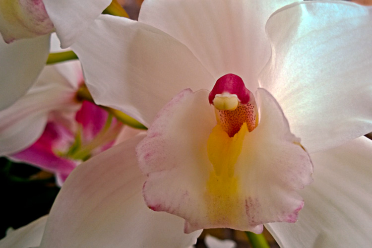 2 Quote A Flower Daily - White Orchid