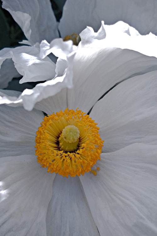 2 Quote A Flower Daily - White Poppy Romneya 01