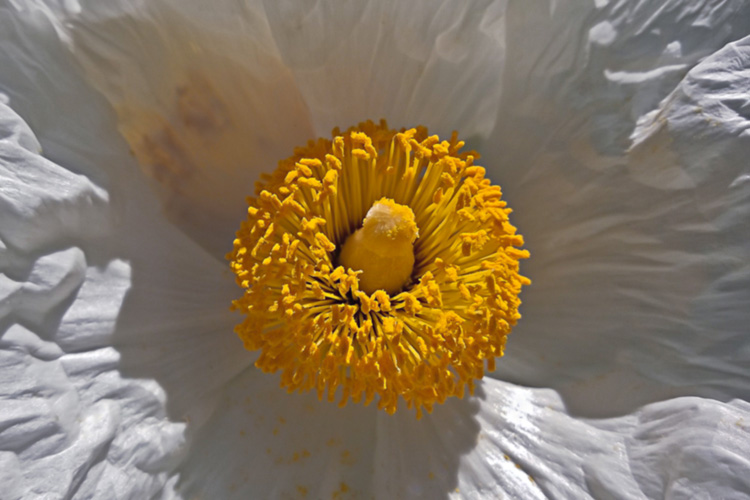 2 Quote A Flower Daily - White Poppy Romneya 02