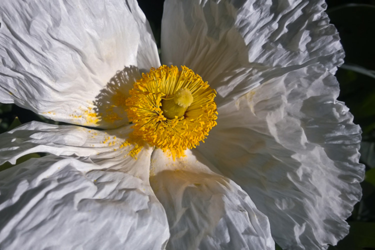 2 Quote A Flower Daily - White Poppy Romneya 04