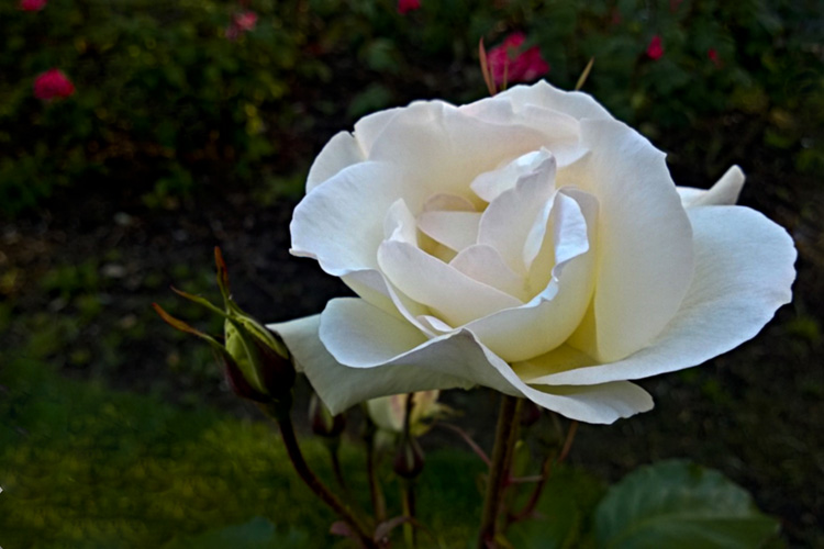 2 Quote A Flower Daily - White Simplicity Rose 02