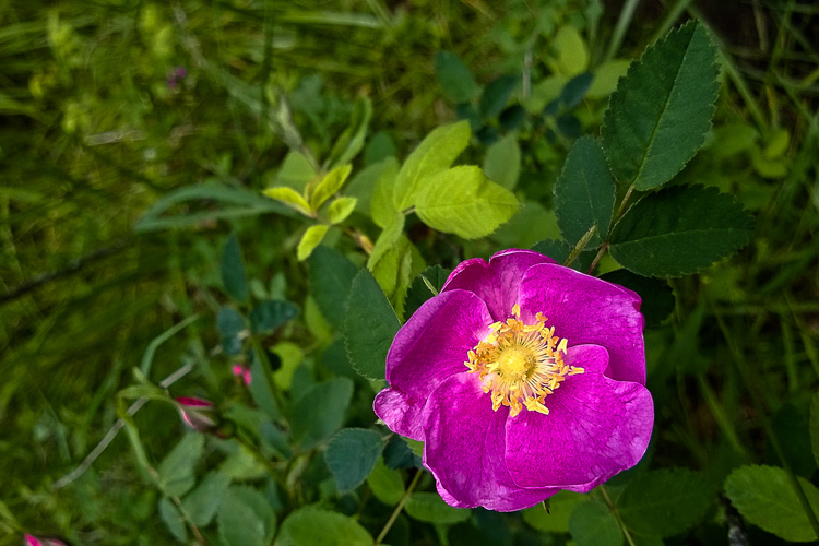 2 Quote A Flower Daily - Wild Rose