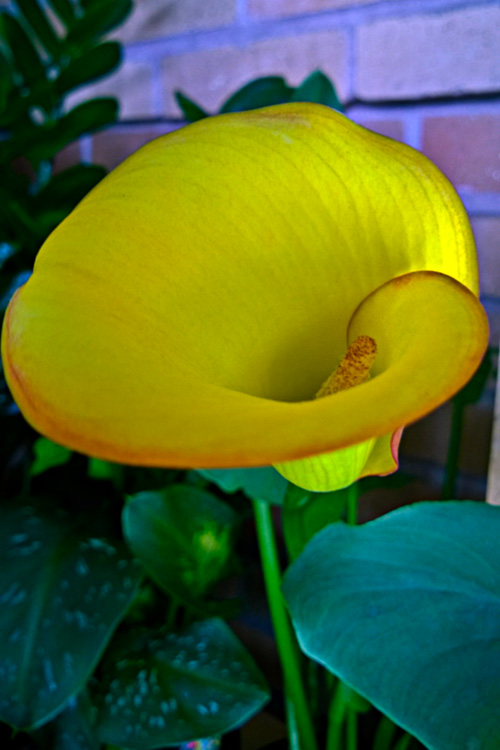 2 Quote A Flower Daily - Yellow Calla Lily Brick Wall