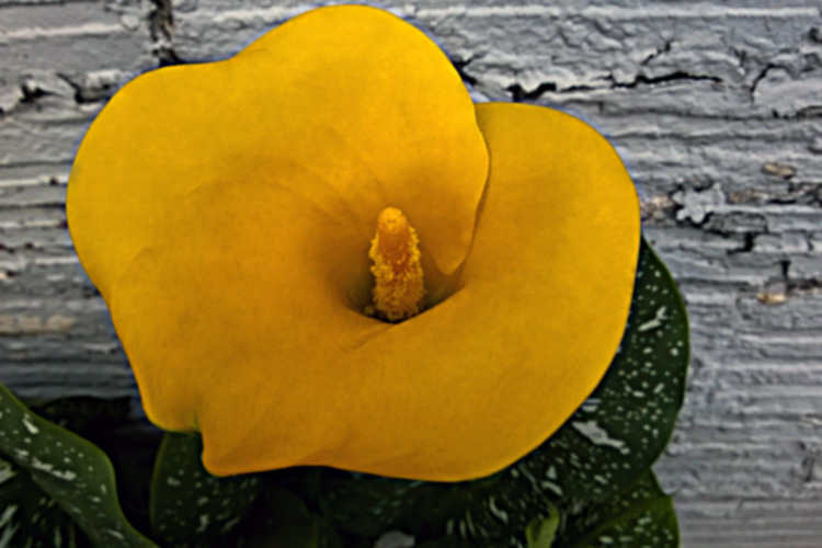 2 Quote A Flower Daily - Yellow Calla Lily Inside 01