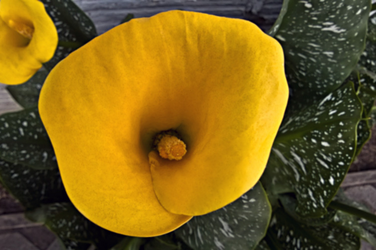 2 Quote A Flower Daily - Yellow Calla Lily Inside 02