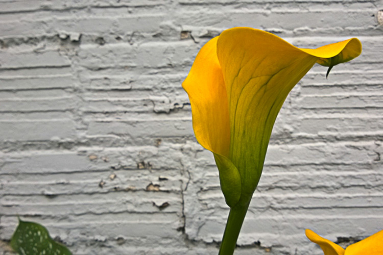 2 Quote A Flower Daily - Yellow Calla Lily Profile 01