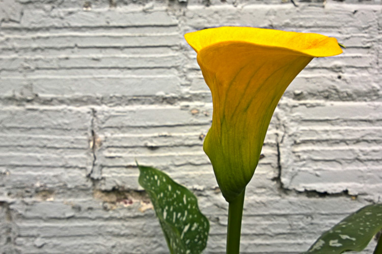 2 Quote A Flower Daily - Yellow Calla Lily Profile 03