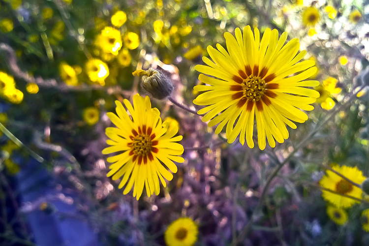 2 Quote A Flower Daily - Yellow Circle Flower