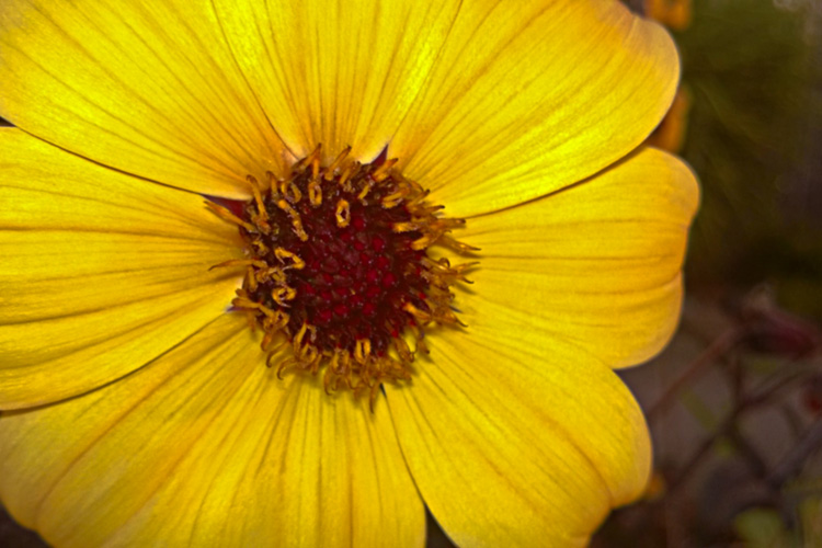 2 Quote A Flower Daily - Yellow Dahlia 01