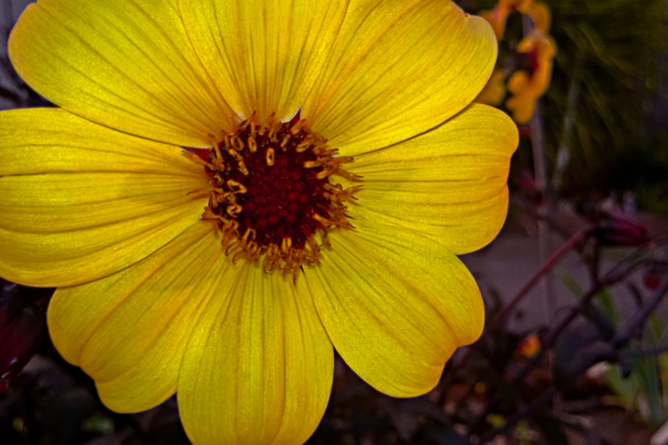 2 Quote A Flower Daily - Yellow Dahlia 02