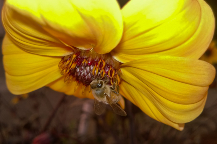 2 Quote A Flower Daily - Yellow Dahlia with Bee 01