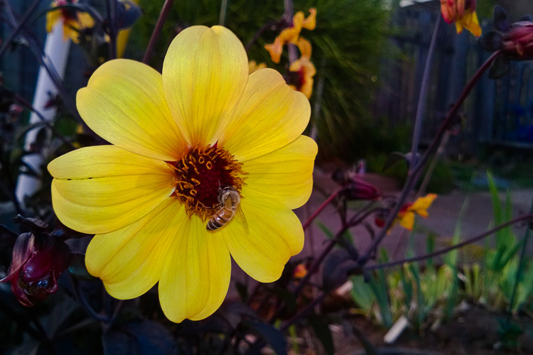 2 Quote A Bee Daily - Yellow Dahlia with Bee 02