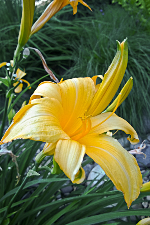 2 Quote A Flower Daily - Yellow Daylily