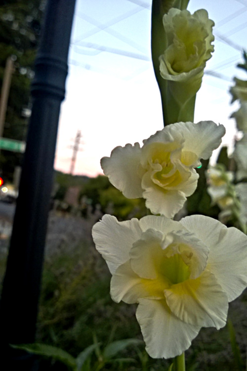 2 Quote A Flower Daily - Yellow Gladiola