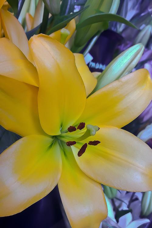2 Quote A Flower Daily - Yellow Lily