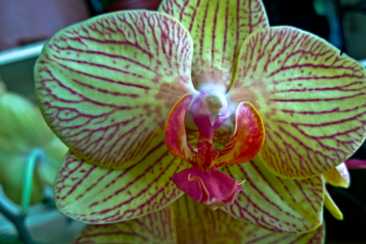 2 Quote A Flower Daily - Yellow Orchid