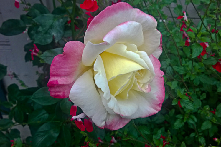 2 Quote A Flower Daily - Yellow Pink Rose 01