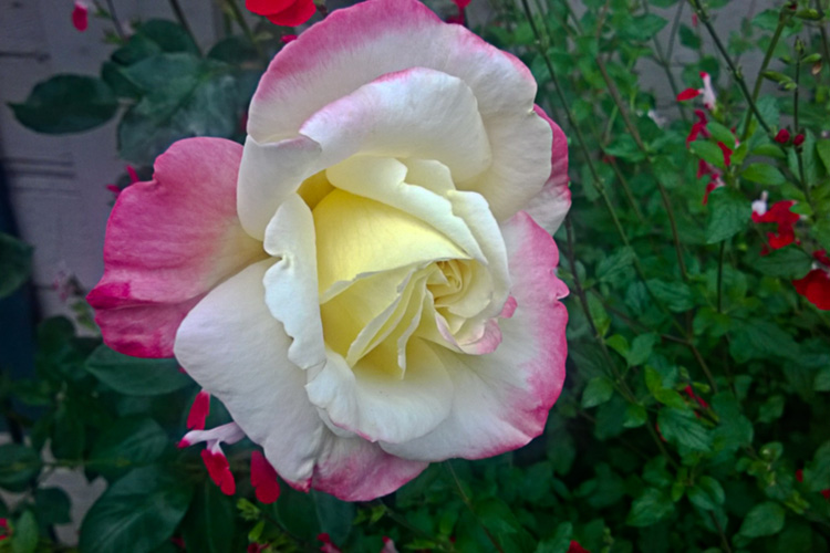 2 Quote A Flower - Yellow Pink Rose 02