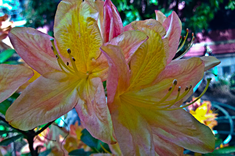 2 Quote A Flower Daily - Yellow Rhododendron
