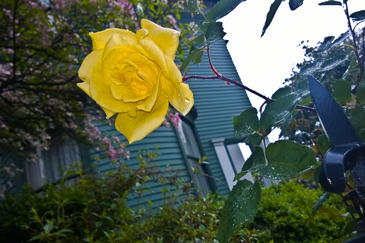 2 Quote A Flower Daily - Yellow Rose