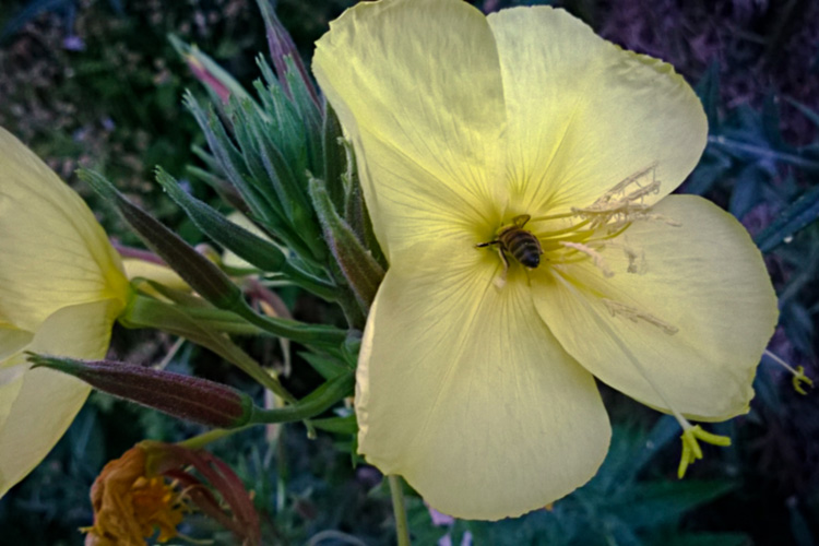 2 Quote A Bee Daily - Yellow with Bee
