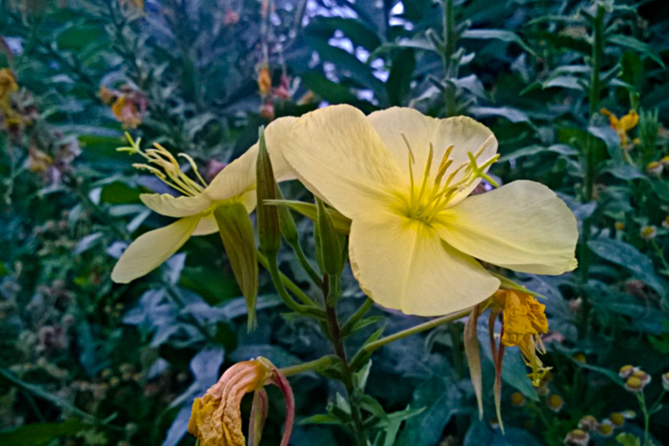 2 Quote A Flower Daily - Yellow