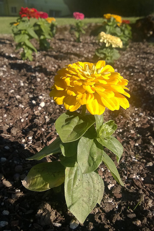 2 Quote A Flower Daily - Zinnia Plantlets