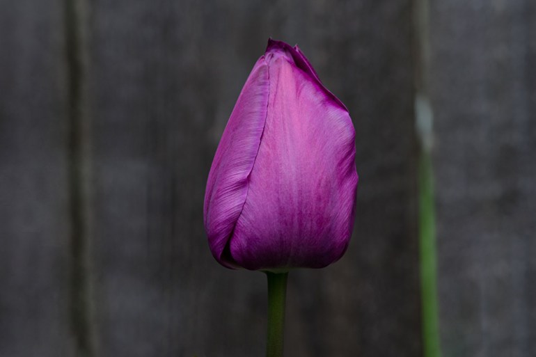 2 Quote A Flower Daily - Purple Tulip Easter